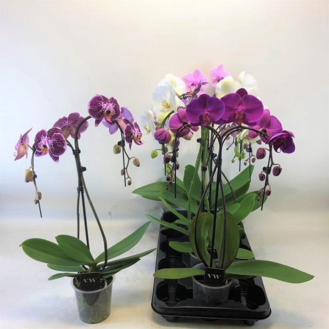 Phalaenopsis mix 12Ø 55cm 2 pędy 16+ kwiatów