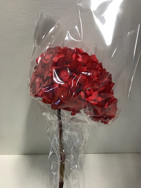 Hydrangea / Hortensia d15cm rood