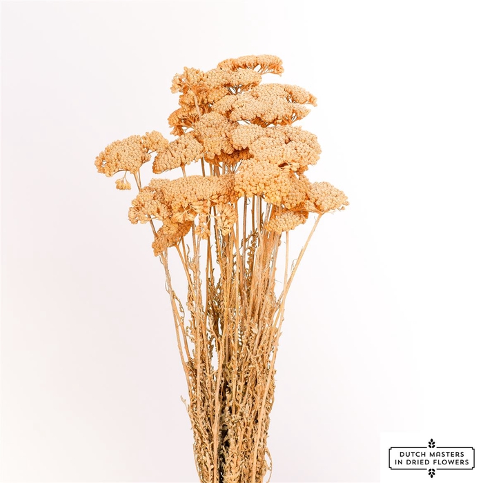 Dried Achillea X5 Frosted Salmon Bunch