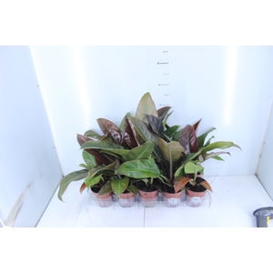 PHILODENDRON IMPERIAL RED P12