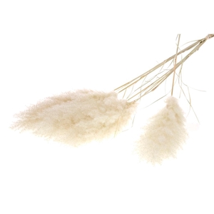 DRIED FLOWERS - CORTADERIA NATURAL 115CM 5PC