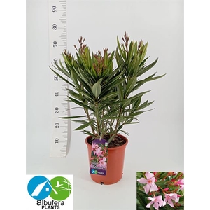 Nerium oleander (Oleander) 20Ø 60cm