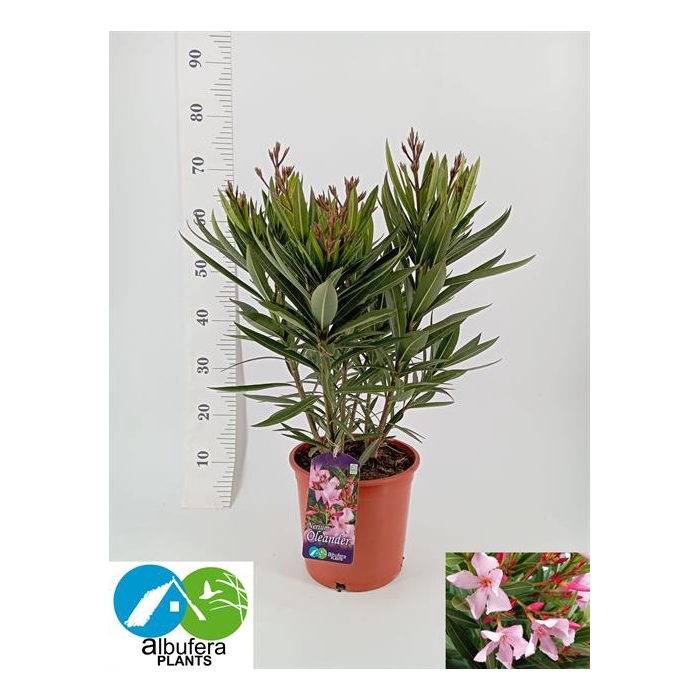 <h4>Nerium oleander (Oleander) 20Ø 60cm</h4>