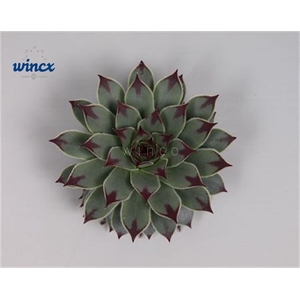 Sempervivum tectorum cutflower wincx-8cm