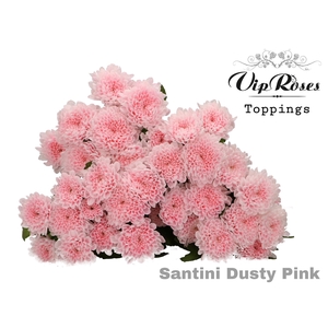 CHR S DUSTY PINK