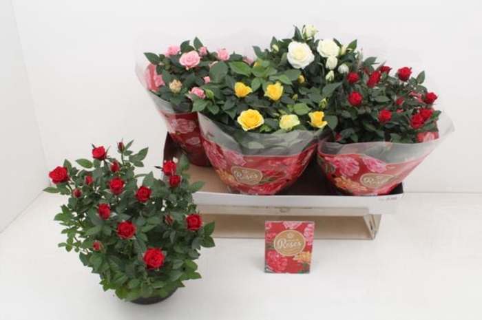<h4>Rosa Favourite Roses gemengd 4 soor</h4>