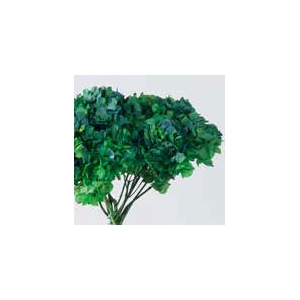 Hydrangea / Hortensia Nat.Green / Blue HRT/2160