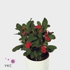 Euphorbia milii 'Vulcanus'