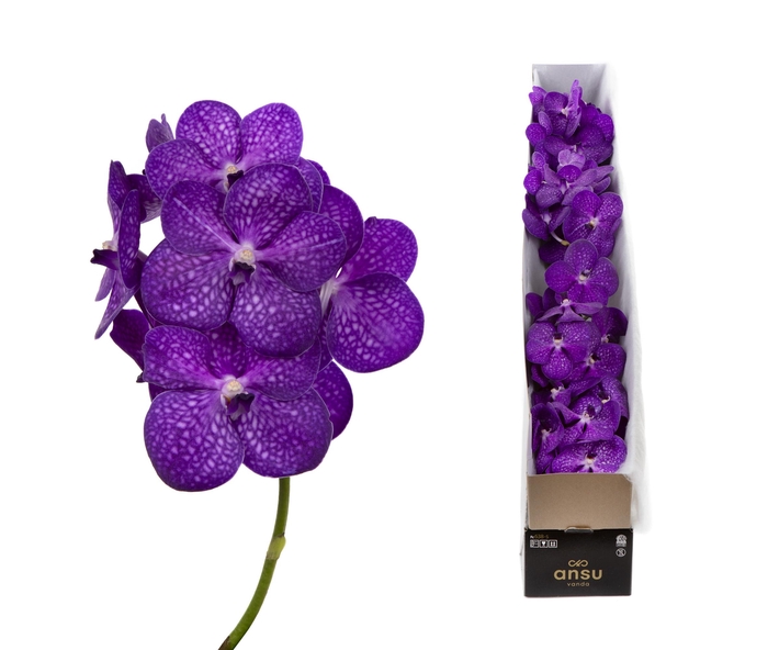 <h4>Vanda bright purple per stem</h4>