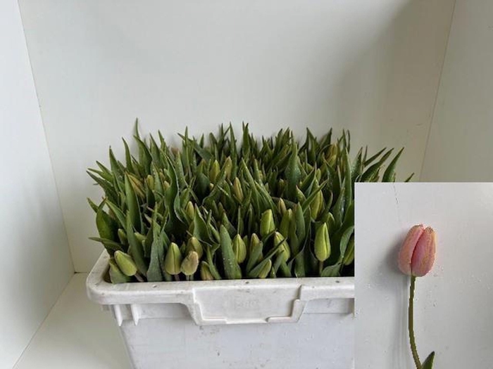 <h4>Tulipa enke. (Single Late Grp) Ment</h4>
