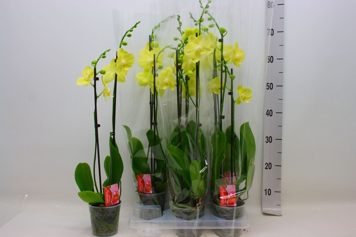 <h4>Phalaenopsis Floriclone Mirage</h4>