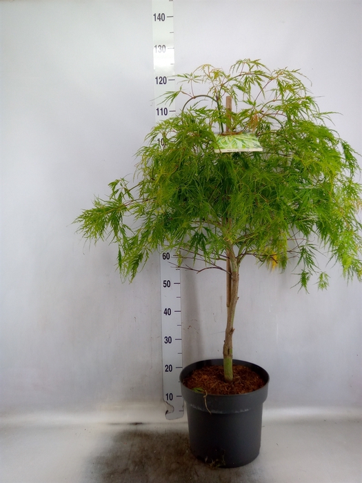 <h4>Acer palmatum 'Dissectum'</h4>