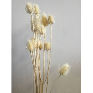 DRIED FLOWERS - ECHINOPS BLEACHED