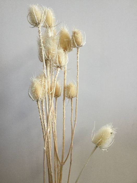 DRIED FLOWERS - ECHINOPS BLEACHED