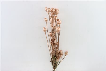 <h4>Dried Papaver Copper Bunch</h4>