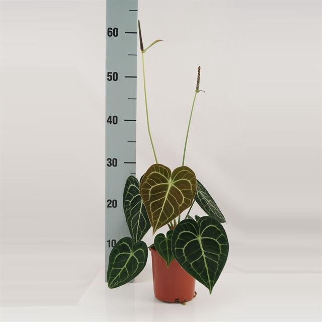 Anthurium not flowering clarinervium 12Ø 35cm