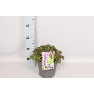 vaste planten 19 cm  Sedum Spurium Purpurteppich