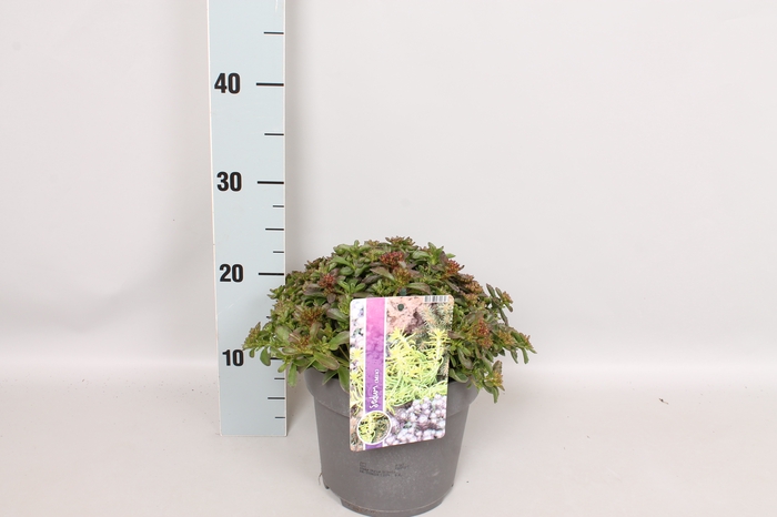vaste planten 19 cm  Sedum Spurium Purpurteppich