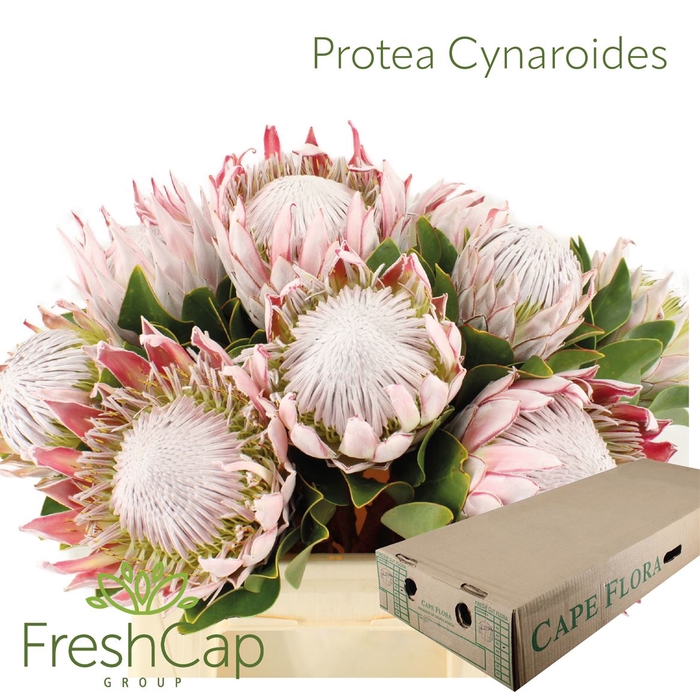 <h4>Protea Cynaroides</h4>