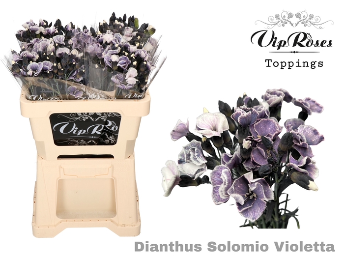 Dianthus st paint violetta