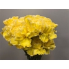 Dianthus St Yellow