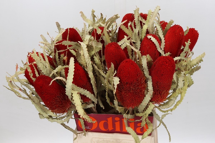 <h4>Dried Banksia Prionote Red</h4>