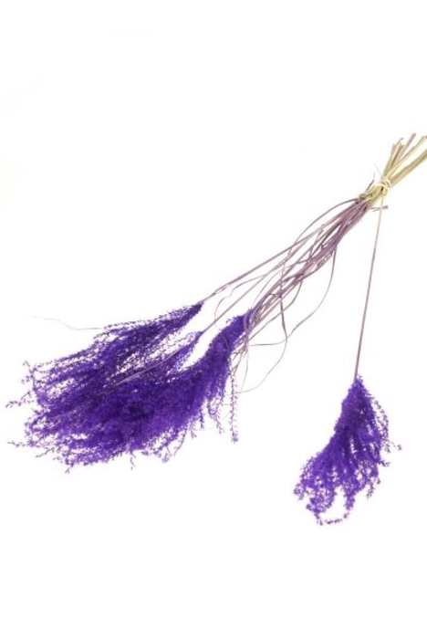 <h4>Fluffy reed grass 10pc SB purple</h4>