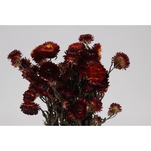 Helichrysum red per bunch