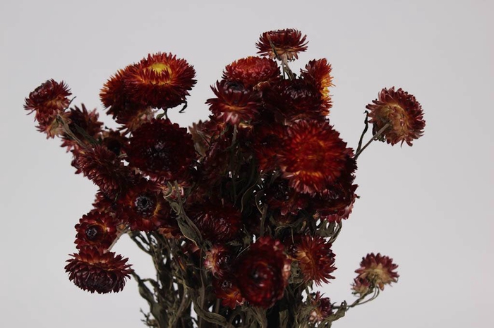 Helichrysum red per bunch