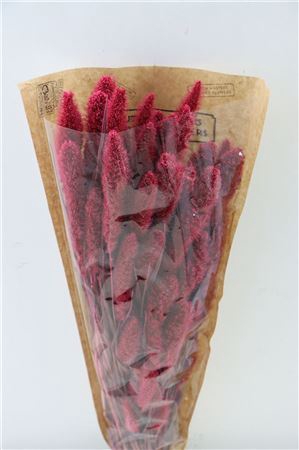 <h4>Dried Setaria Frosted Cerise Bunch</h4>