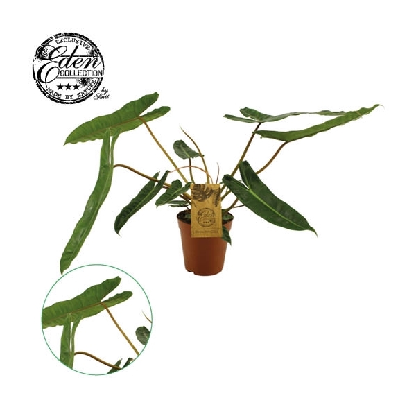 <h4>Philodendron Billetiae 15cm</h4>