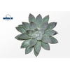 Echeveria Agavoides Glitter Pearl Cutflower Wincx-12cm