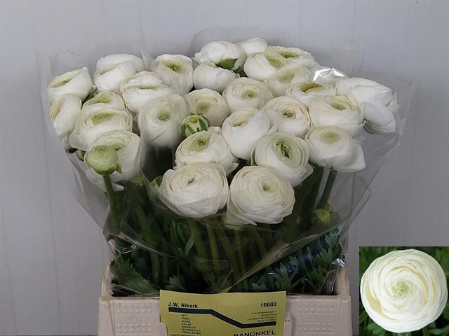 <h4>Ranunculus aazur white</h4>