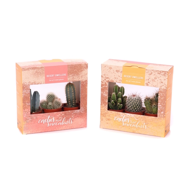 <h4>3x cactus 5,5 cm in kartonnen desert dwellers doosje</h4>