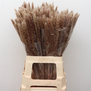 Dried Pampas Fluffy Natural