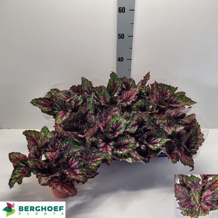 <h4>Begonia blad. (Rex Grp) Beleaf Alas</h4>