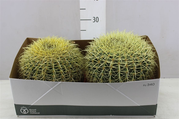<h4>Echinocactus Grusonii P25 1bol</h4>
