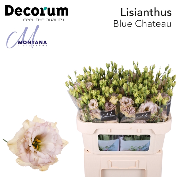 <h4>Lisianthus Blue Chateau - Montana Lisianthus</h4>