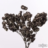 Dried Bougainvillea 55cm Black Bunch X5
