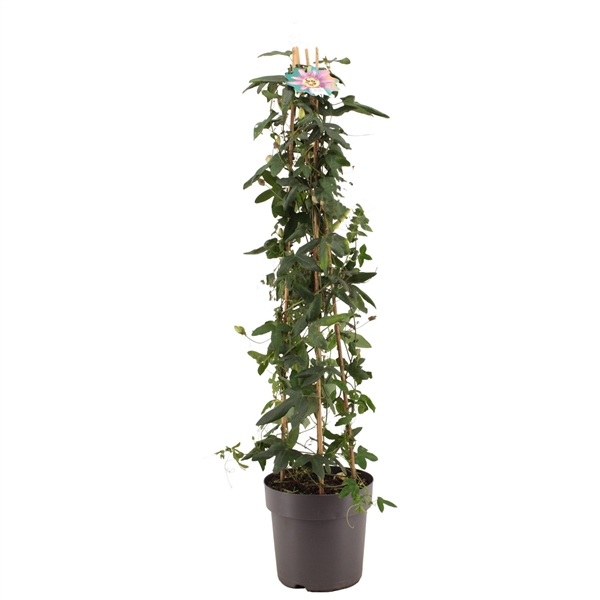 <h4>Passiflora Amethyst piramide p17</h4>