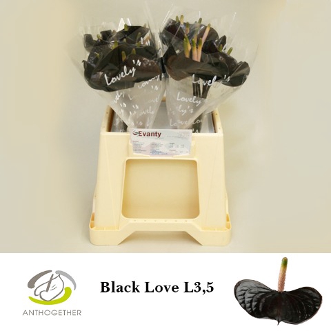 <h4>ANTH BLACK LOVE 40 L3,5</h4>