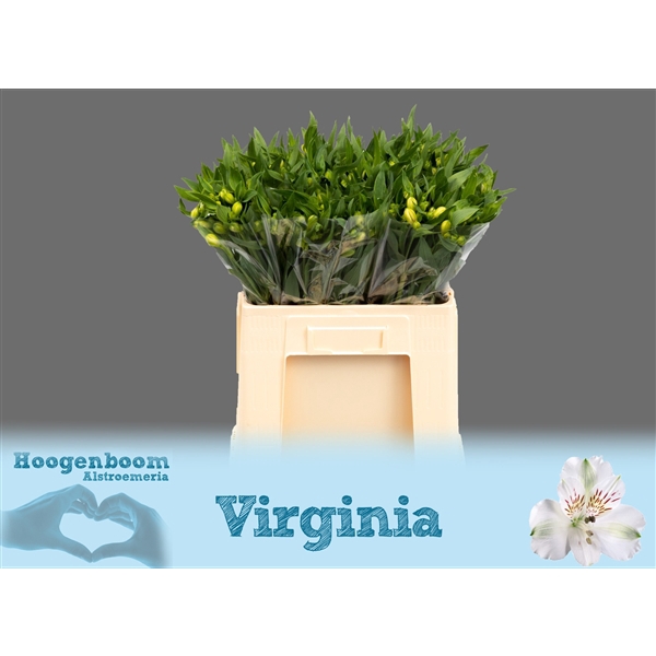 <h4>Alstroemeria Virginia 30 gram</h4>