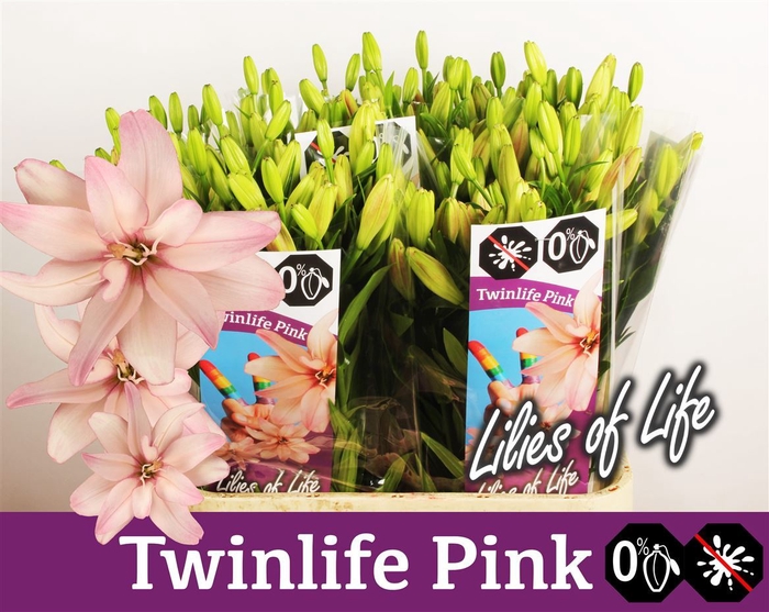 <h4>Li La Twinlife Pink 4+</h4>