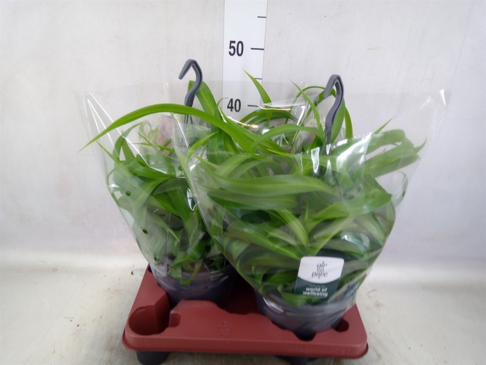 <h4>Chlorophytum com. 'Green Bonnie'</h4>