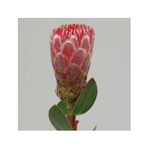 Protea Ivy