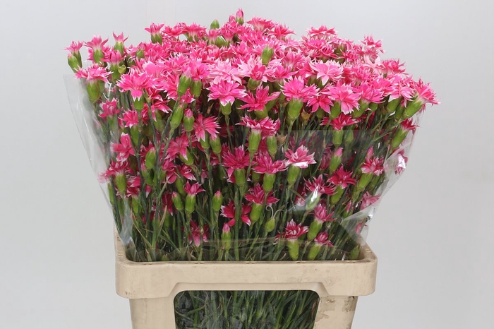 <h4>Dianthus Tr Select Cherry Tessino</h4>