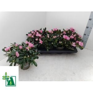 <h4>Rhododendron (Sim. Sister Jo</h4>
