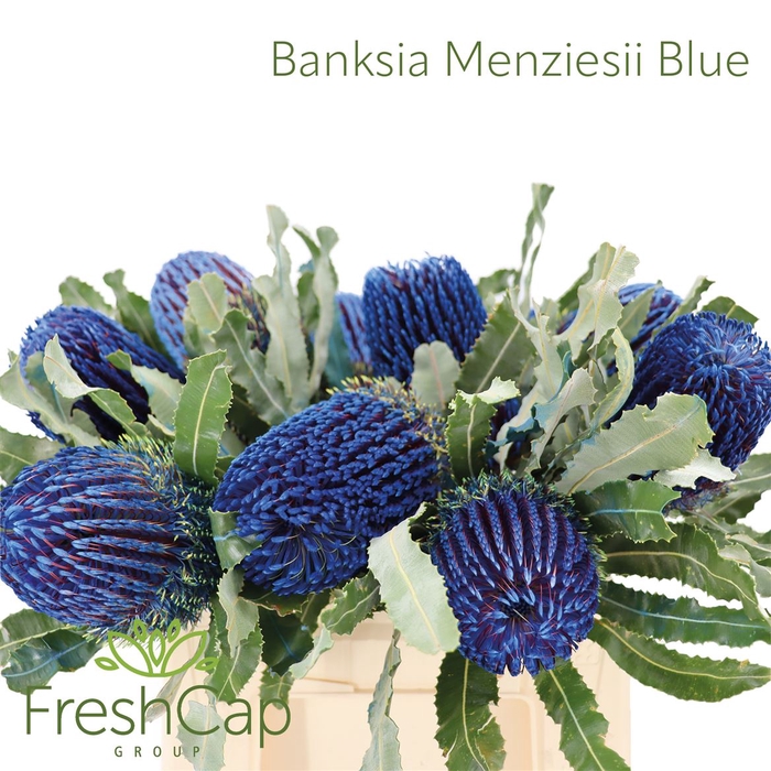 <h4>Banksia Menziesii Blue</h4>