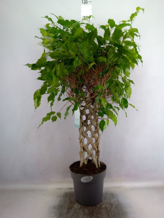 <h4>Ficus benja.   ...special shapes</h4>