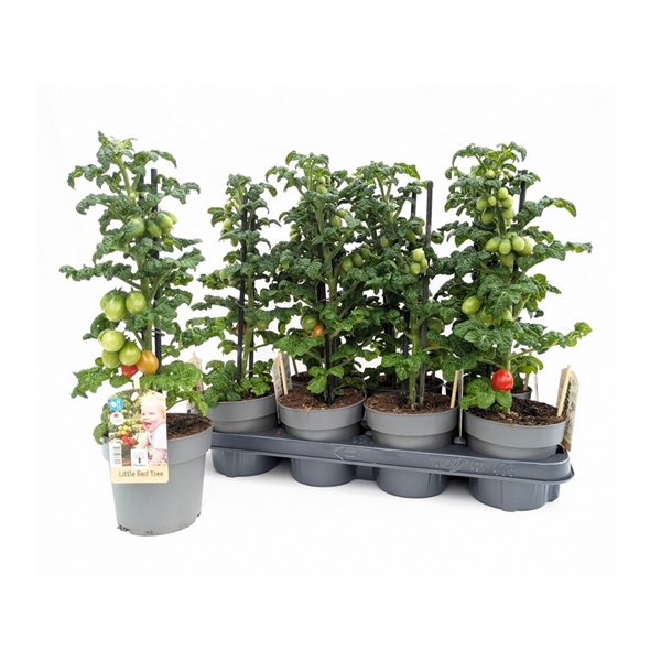 <h4>Farmzy® Little Red Tree, tomato plant</h4>